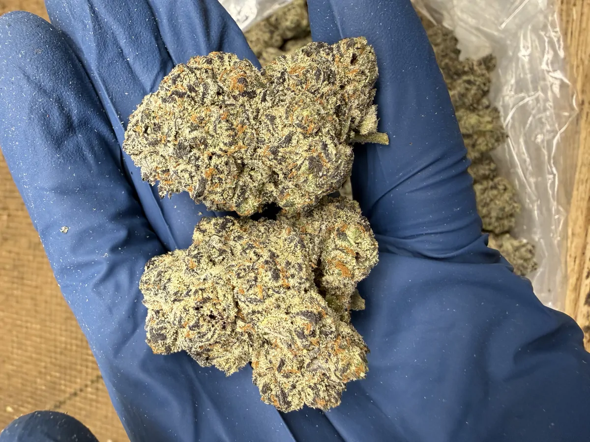 Sweet Tea Gelato Flower